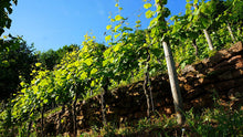 Lade das Bild in den Galerie-Viewer, Weingut Bastian Hamdorf Portugieser 2018 Fass 15 trockener Rotwein aus Klingenberg am Main deutscher Qualitätswein weich &amp; elegant 12%vol. 0,75l
